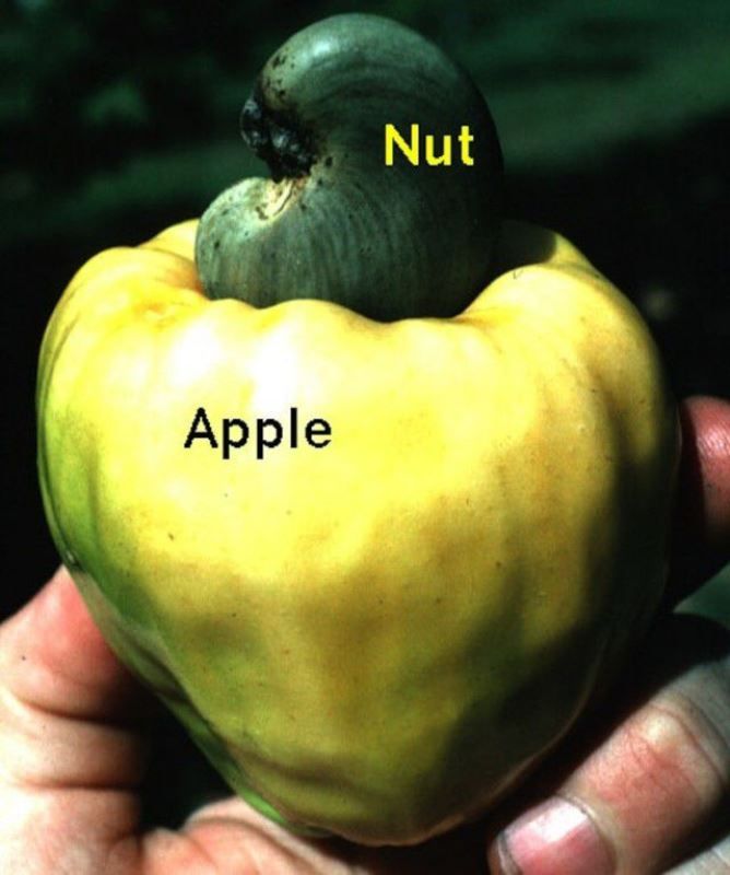 Интересные факты обо всём подряд (8 фото)