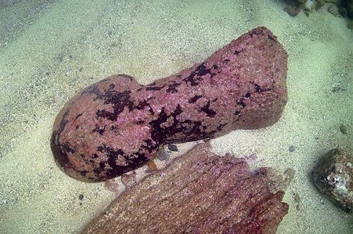 Удивительные подводные открытия (10 фото)