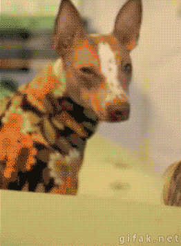 Правда о "Собачьем вальсе"