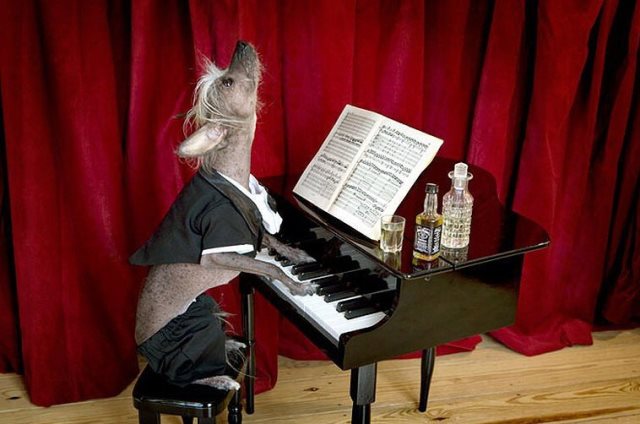 Правда о "Собачьем вальсе"