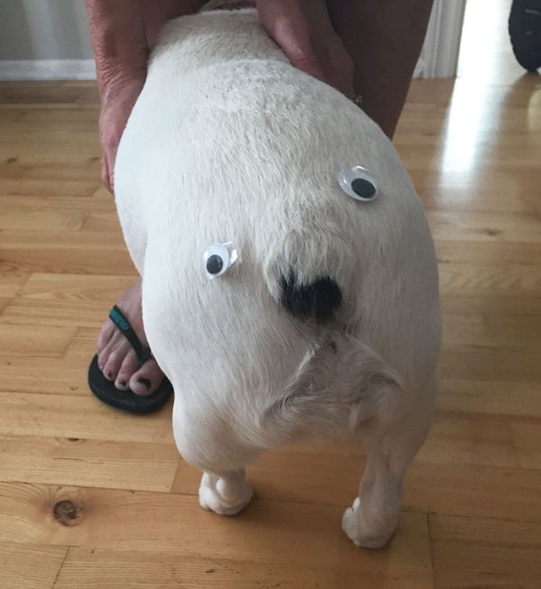 Веселые эксперименты с глазами Googly Eyes