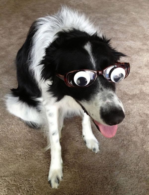 Веселые эксперименты с глазами Googly Eyes