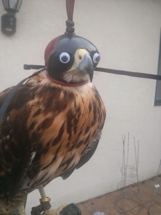 Веселые эксперименты с глазами Googly Eyes