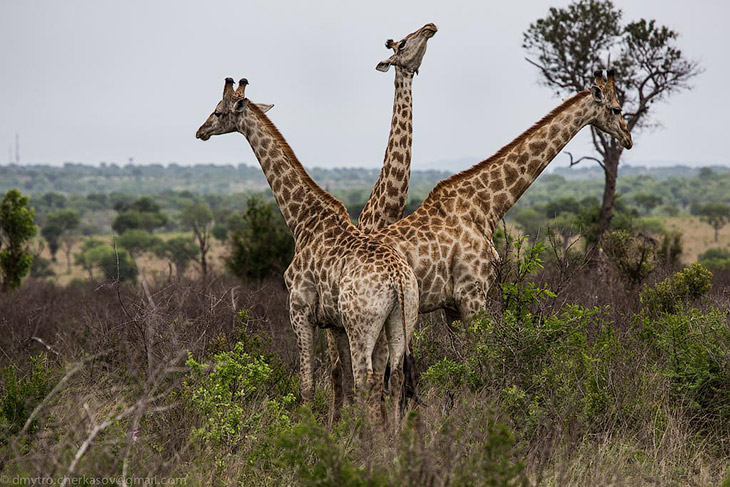 Великая пустыня Калахари Великая пустыня Калахари