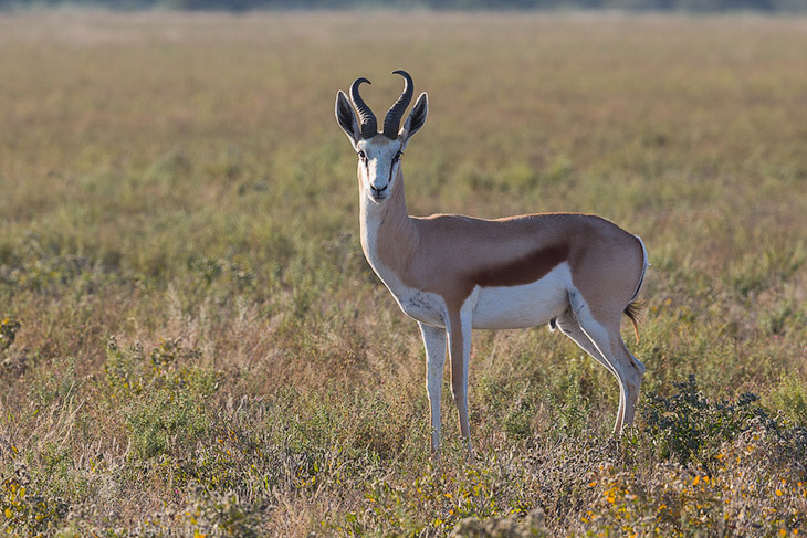 Великая пустыня Калахари Великая пустыня Калахари