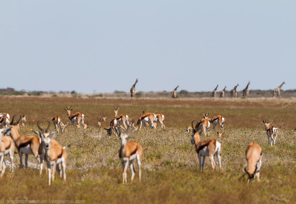 Великая пустыня Калахари Великая пустыня Калахари