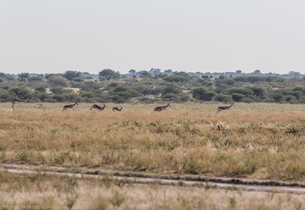 Великая пустыня Калахари Великая пустыня Калахари