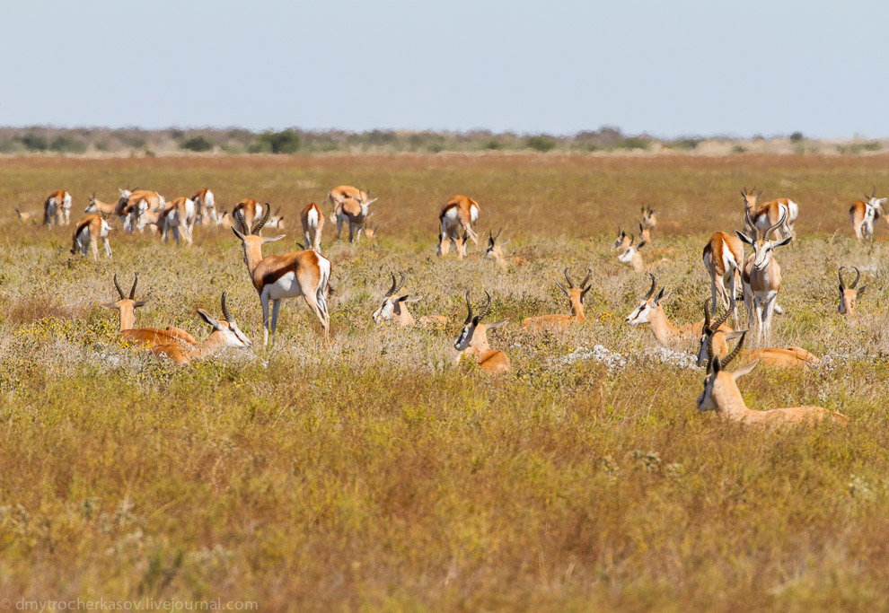 Великая пустыня Калахари Великая пустыня Калахари
