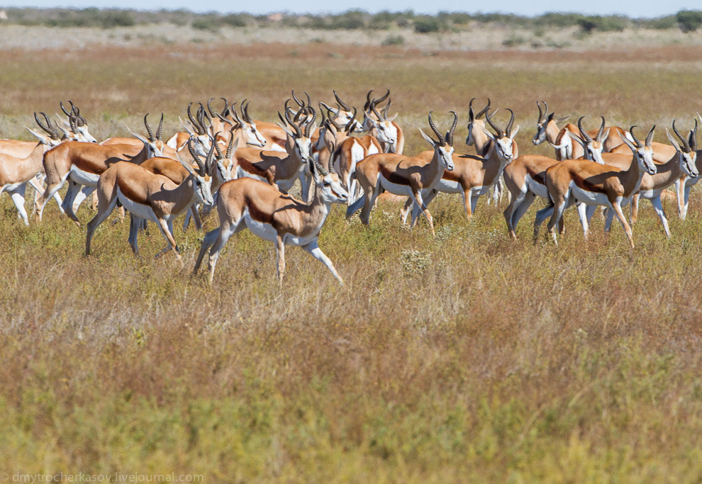 Великая пустыня Калахари Великая пустыня Калахари