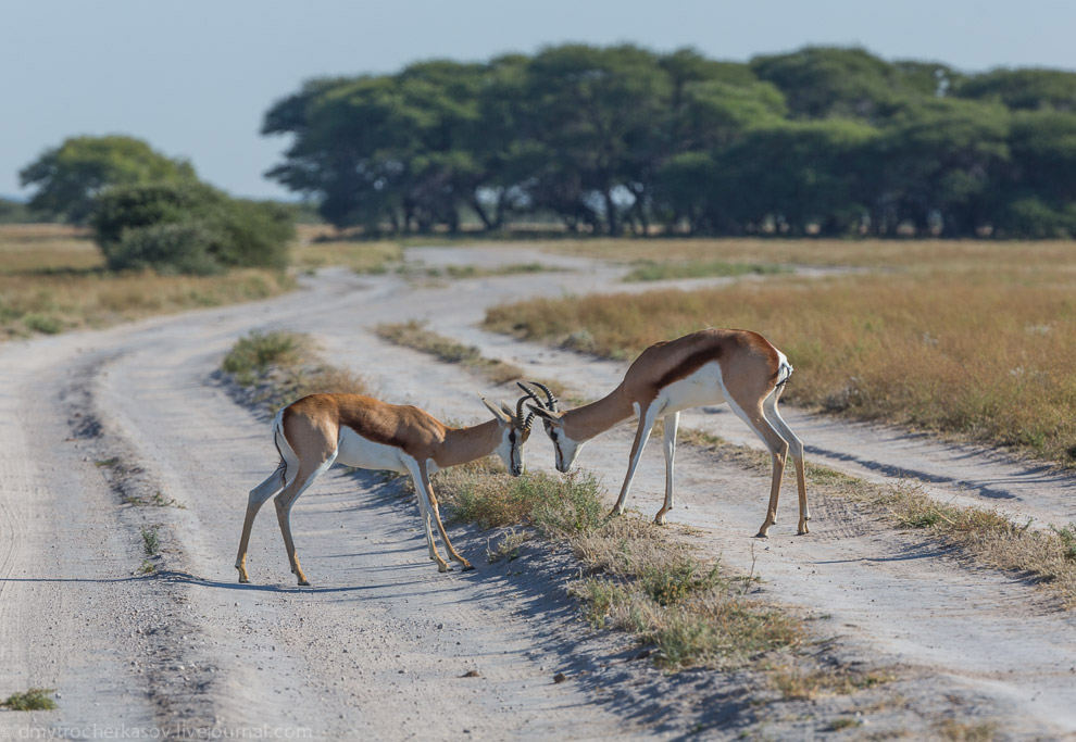 Великая пустыня Калахари Великая пустыня Калахари