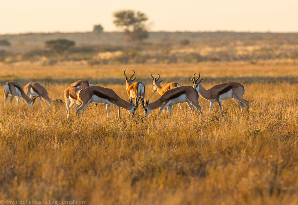 Великая пустыня Калахари Великая пустыня Калахари
