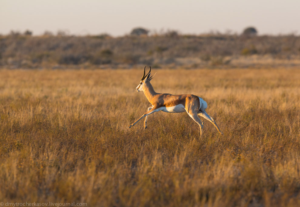 Великая пустыня Калахари Великая пустыня Калахари