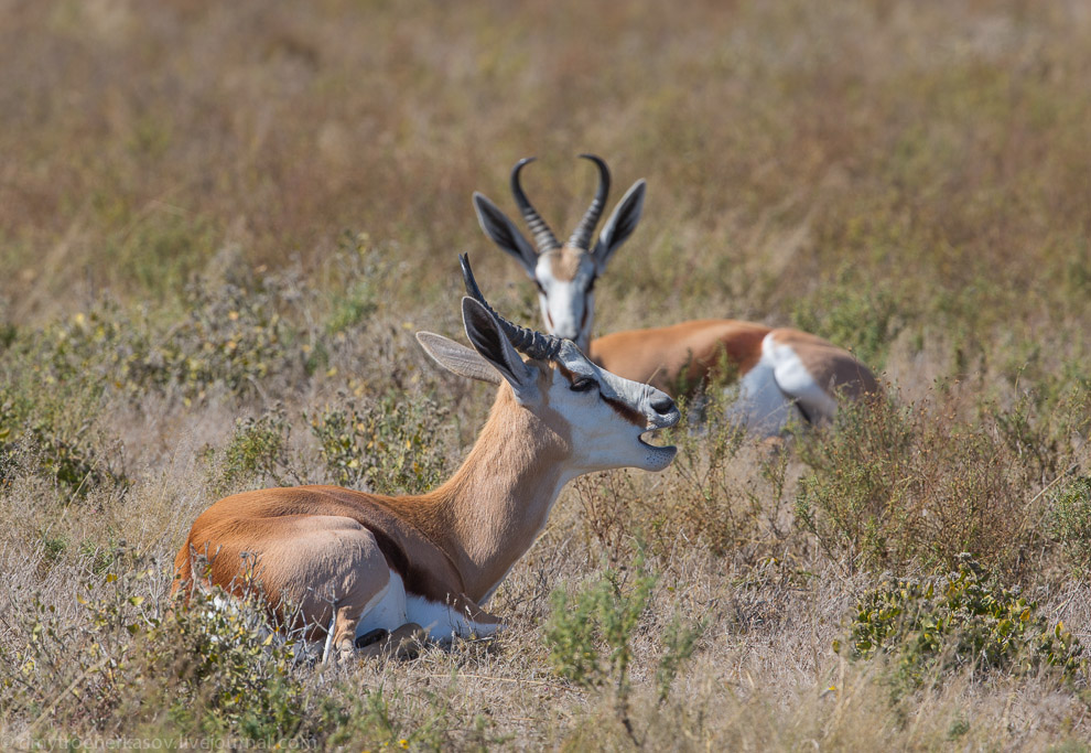 Великая пустыня Калахари Великая пустыня Калахари