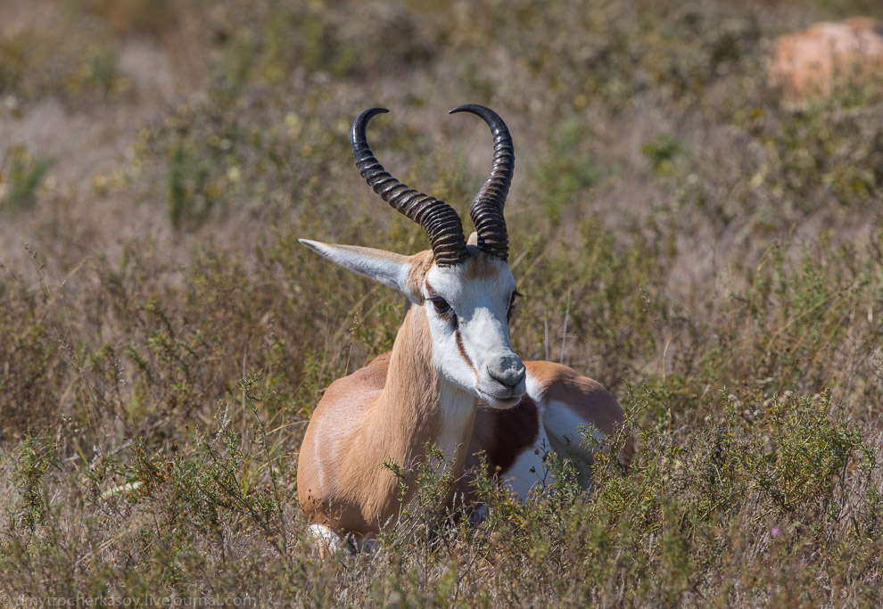 Великая пустыня Калахари Великая пустыня Калахари