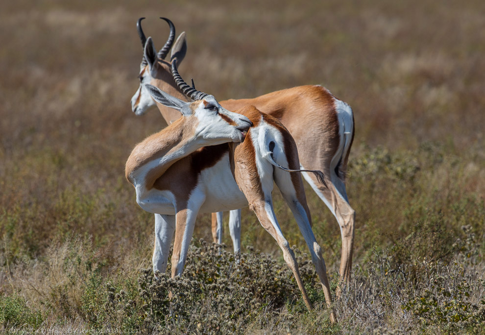 Великая пустыня Калахари Великая пустыня Калахари