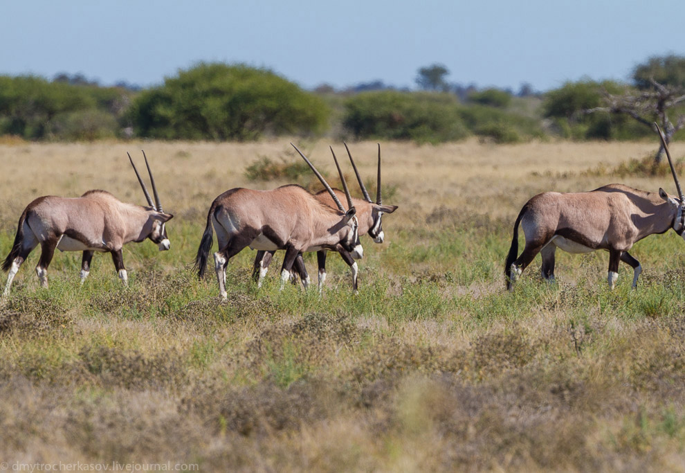 Великая пустыня Калахари Великая пустыня Калахари