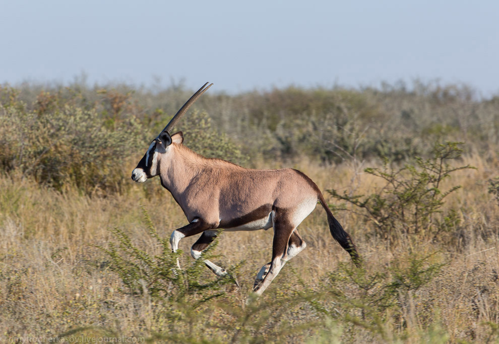 Великая пустыня Калахари Великая пустыня Калахари