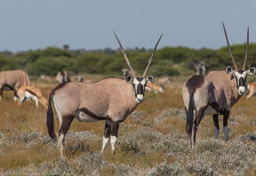 Великая пустыня Калахари Великая пустыня Калахари