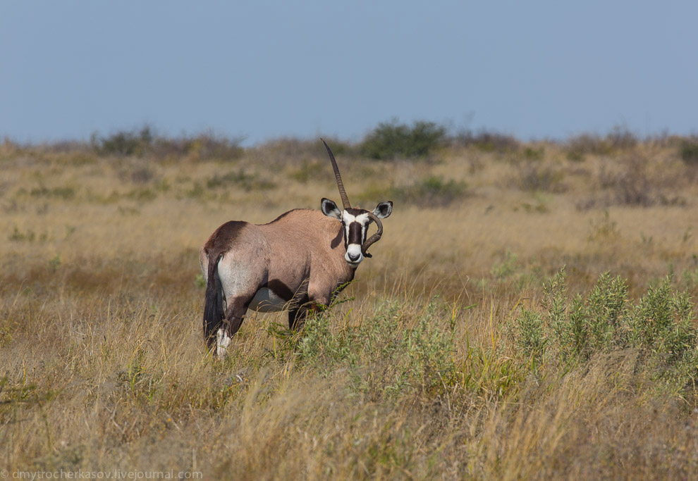 Великая пустыня Калахари Великая пустыня Калахари