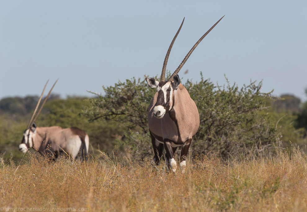 Великая пустыня Калахари Великая пустыня Калахари