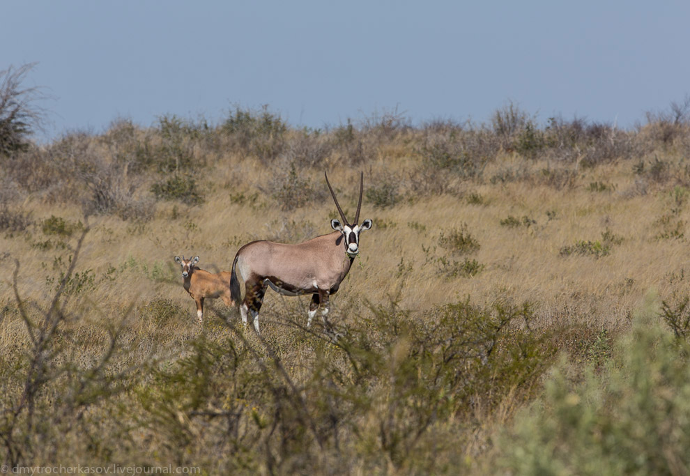Великая пустыня Калахари Великая пустыня Калахари