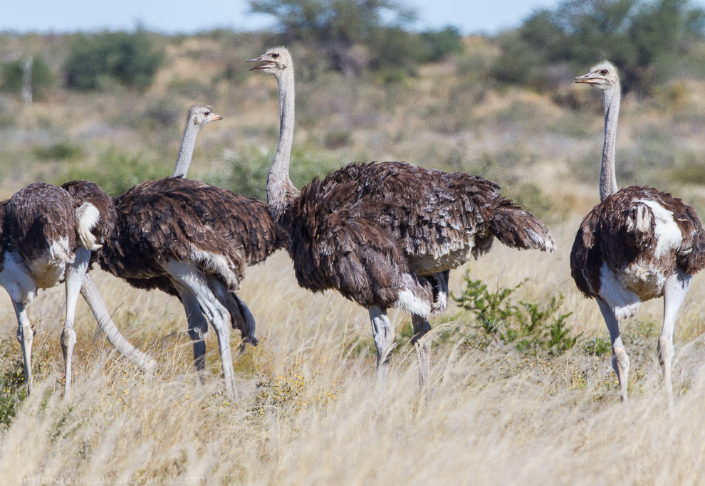 Великая пустыня Калахари Великая пустыня Калахари