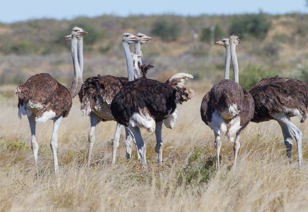 Великая пустыня Калахари Великая пустыня Калахари