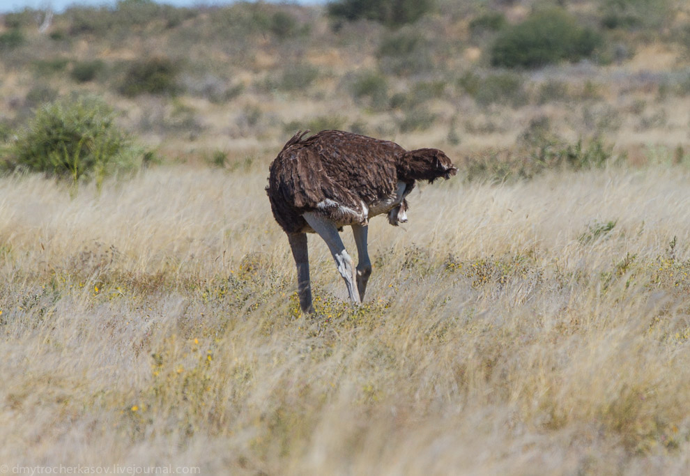 Великая пустыня Калахари Великая пустыня Калахари