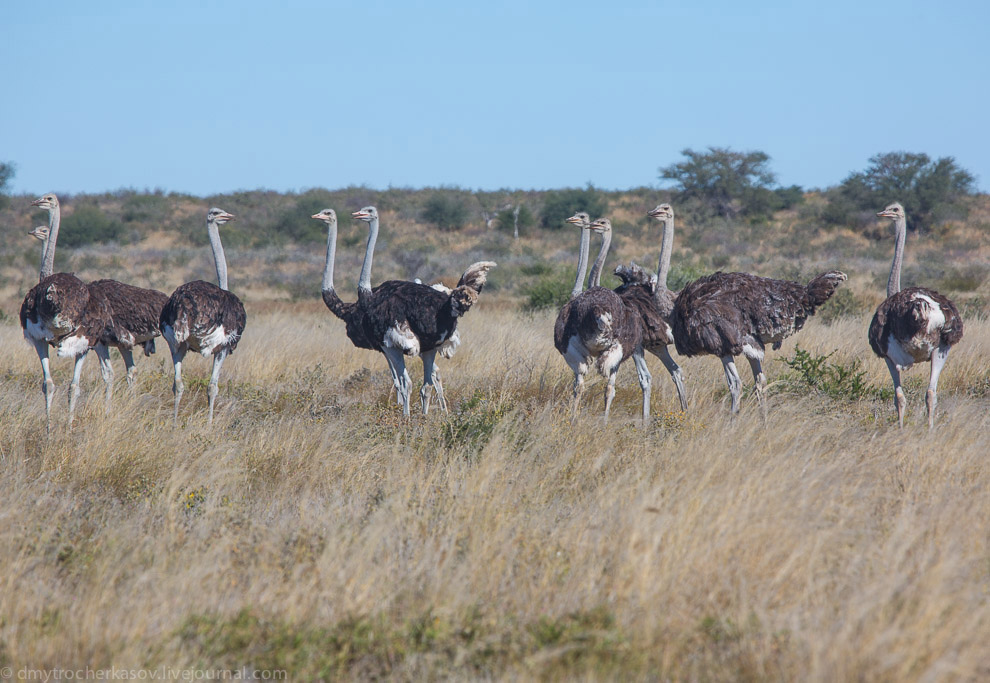 Великая пустыня Калахари Великая пустыня Калахари