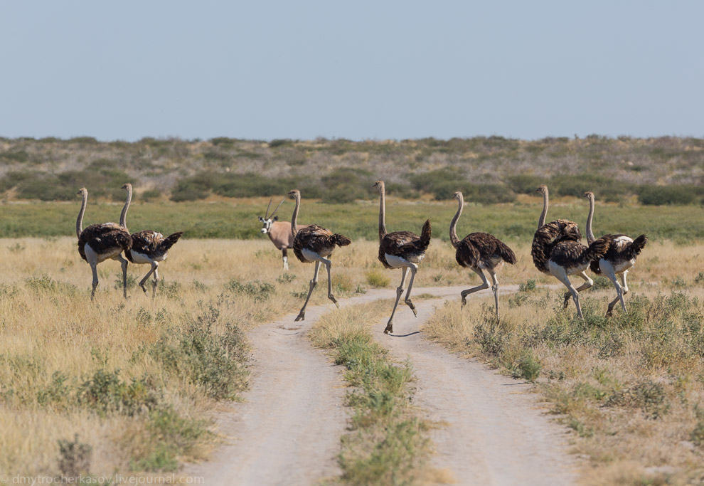 Великая пустыня Калахари Великая пустыня Калахари