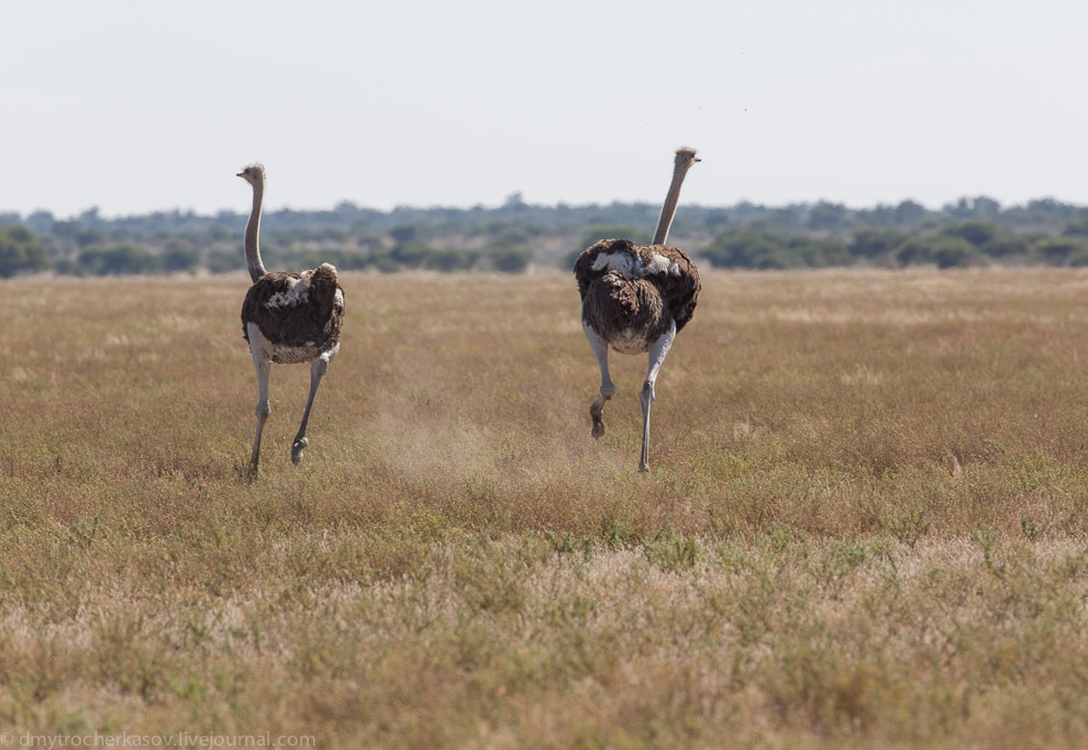 Великая пустыня Калахари Великая пустыня Калахари