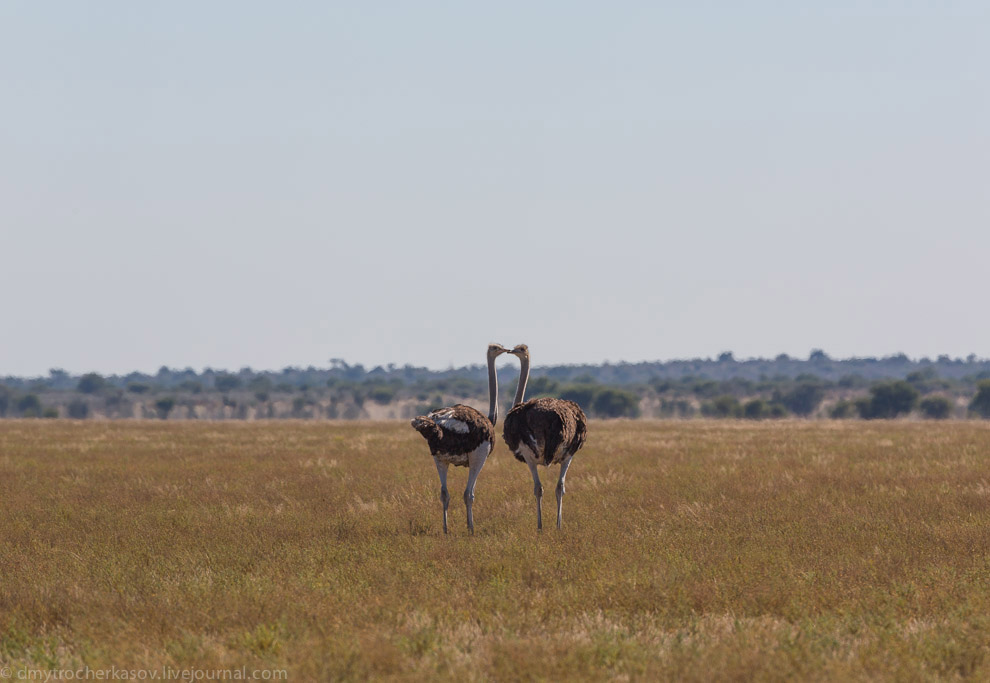 Великая пустыня Калахари Великая пустыня Калахари