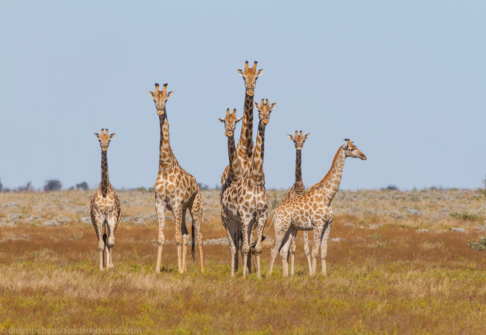 Великая пустыня Калахари Великая пустыня Калахари