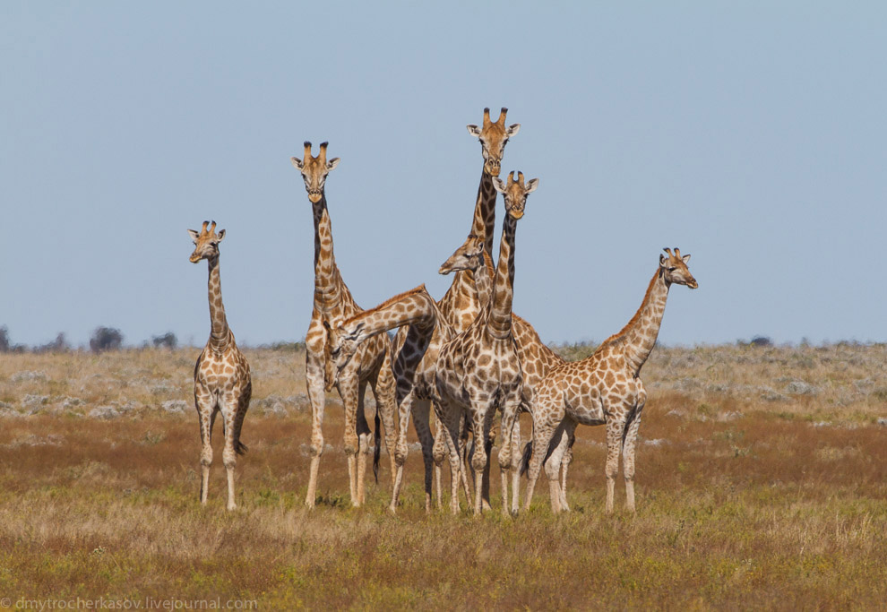 Великая пустыня Калахари Великая пустыня Калахари