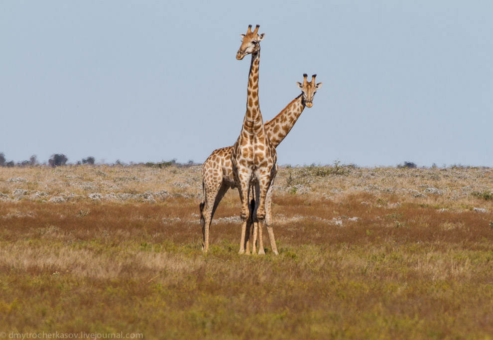 Великая пустыня Калахари Великая пустыня Калахари