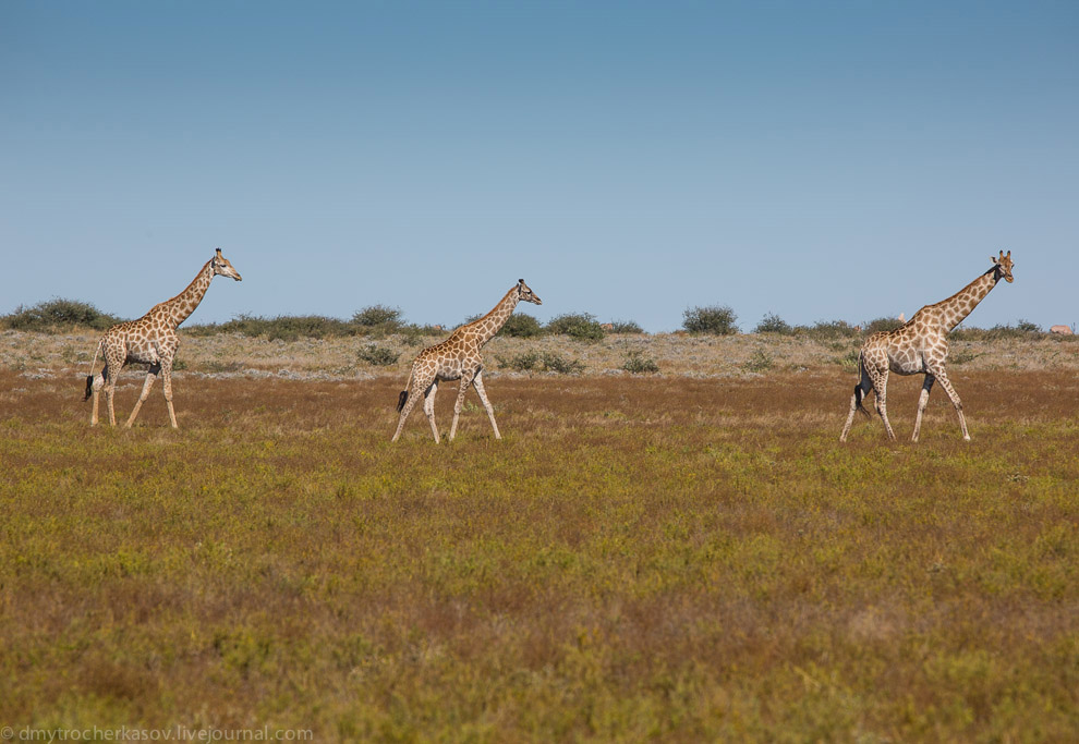Великая пустыня Калахари Великая пустыня Калахари