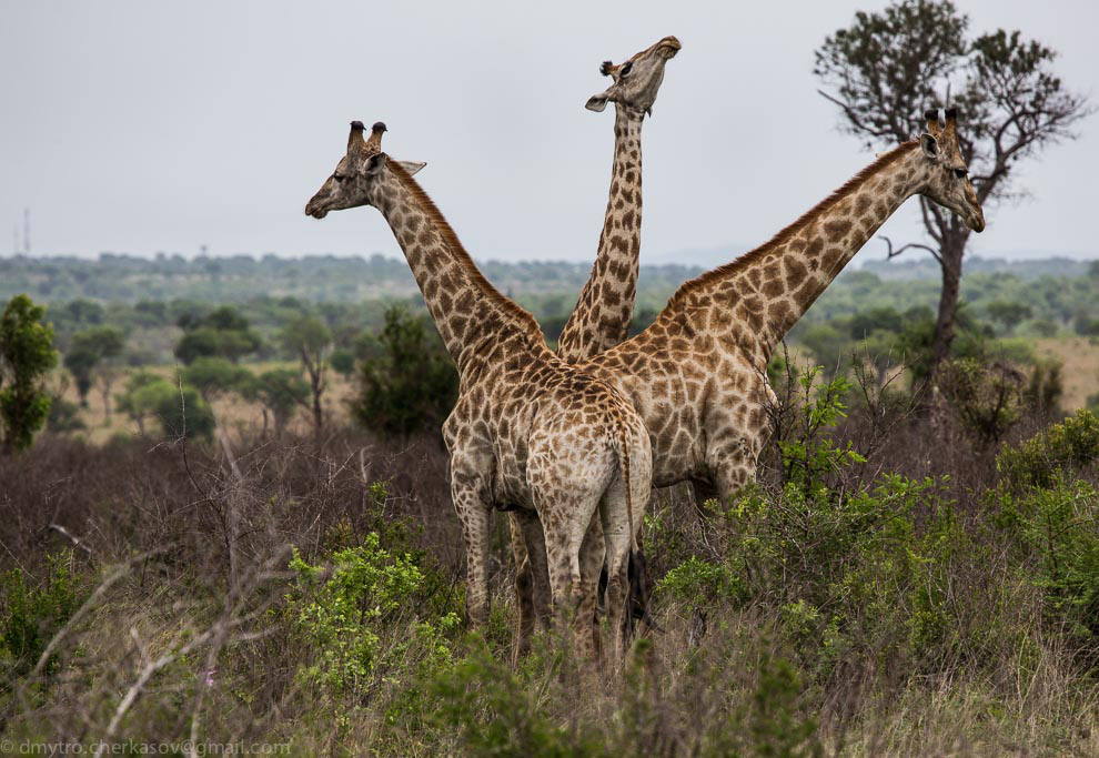 Великая пустыня Калахари Великая пустыня Калахари