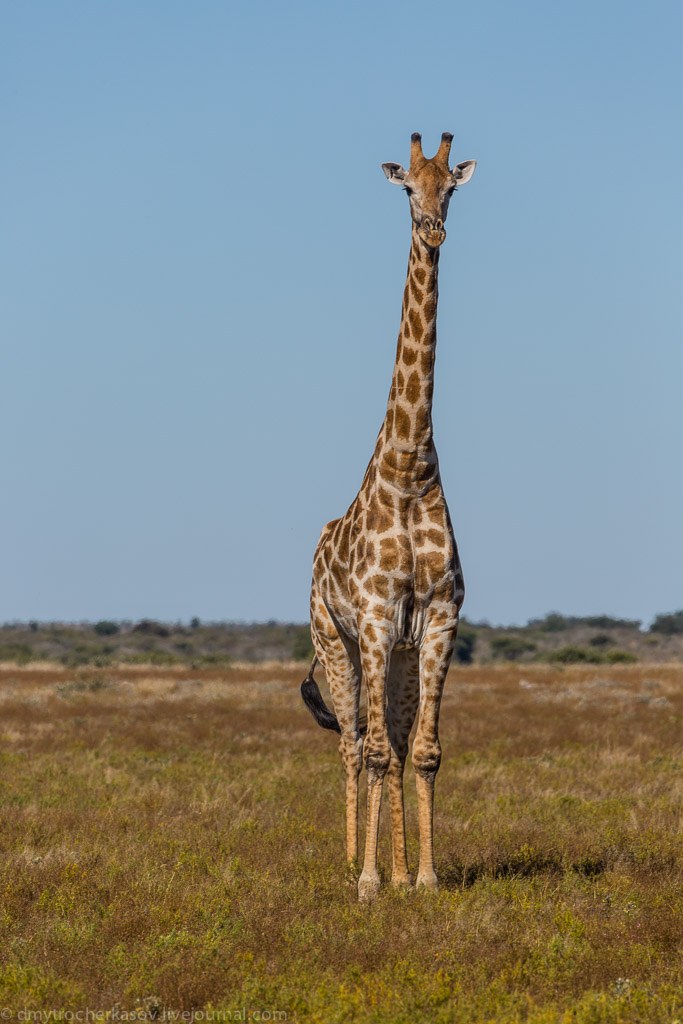 Великая пустыня Калахари Великая пустыня Калахари