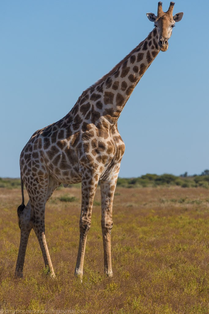 Великая пустыня Калахари Великая пустыня Калахари