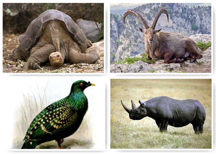 Животные, которых больше нет Животные, которых больше нет