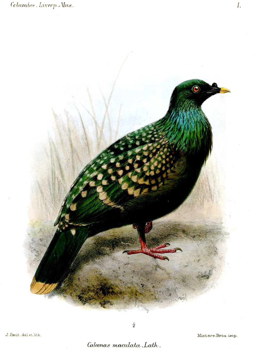 Животные, которых больше нет Животные, которых больше нет