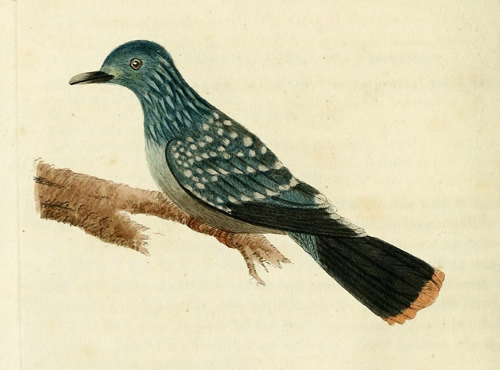 Животные, которых больше нет Животные, которых больше нет