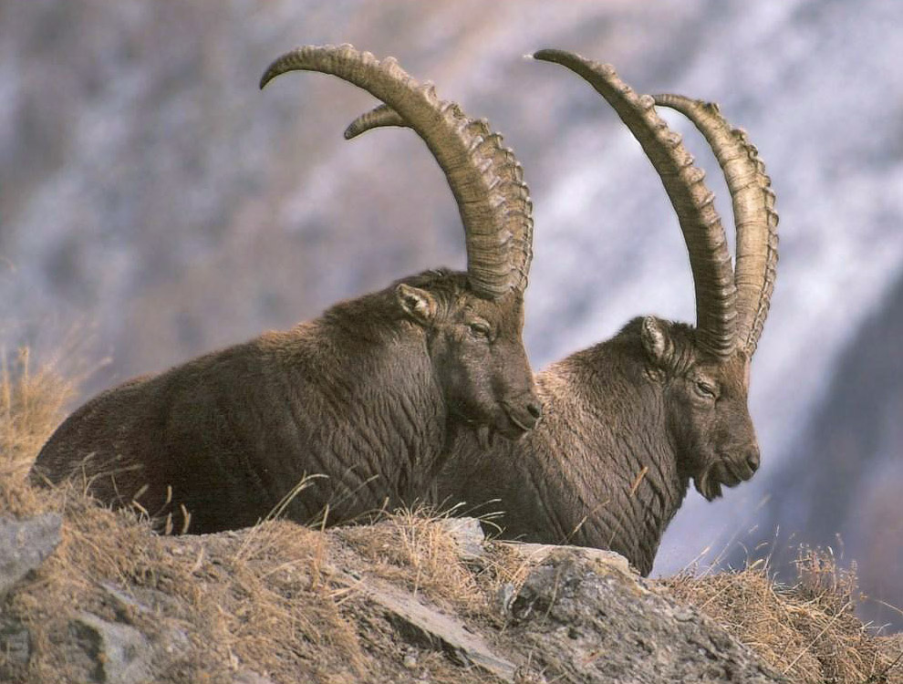 Животные, которых больше нет Животные, которых больше нет