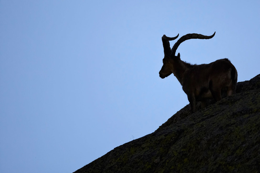 Животные, которых больше нет Животные, которых больше нет