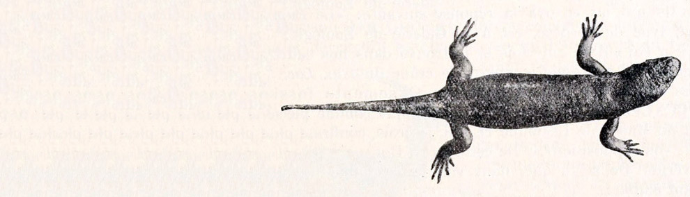 Животные, которых больше нет Животные, которых больше нет