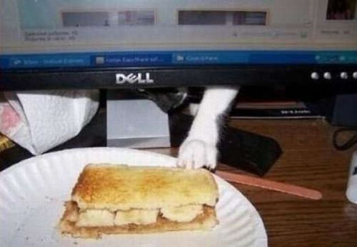 Котики, которые пытаются что-то украсть (21 фото)