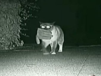 Котики, которые пытаются что-то украсть (21 фото)