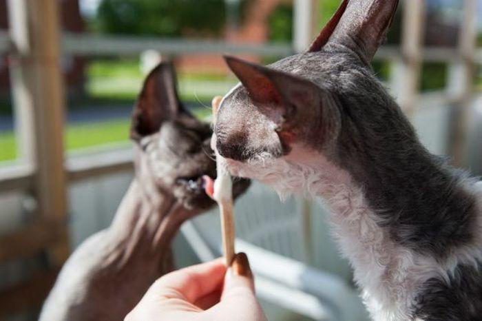 Прикольные картинки