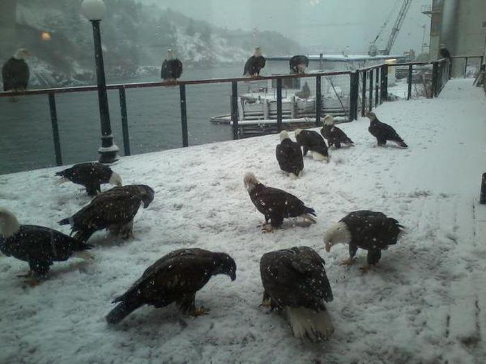 Прикольные картинки