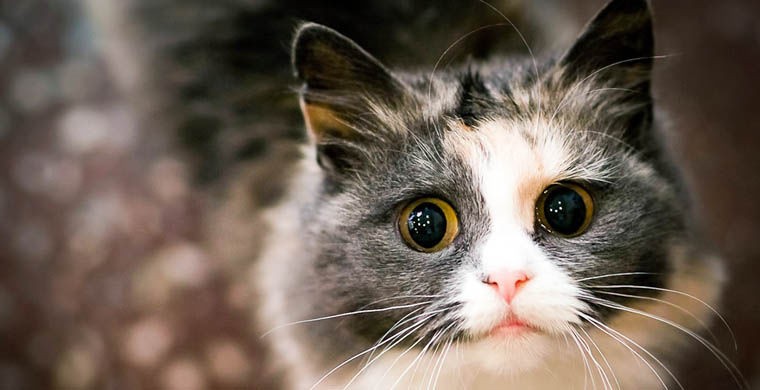 Иногда они возвращаются Иногда они возвращаются